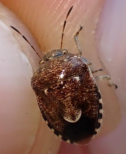 Staria lunata